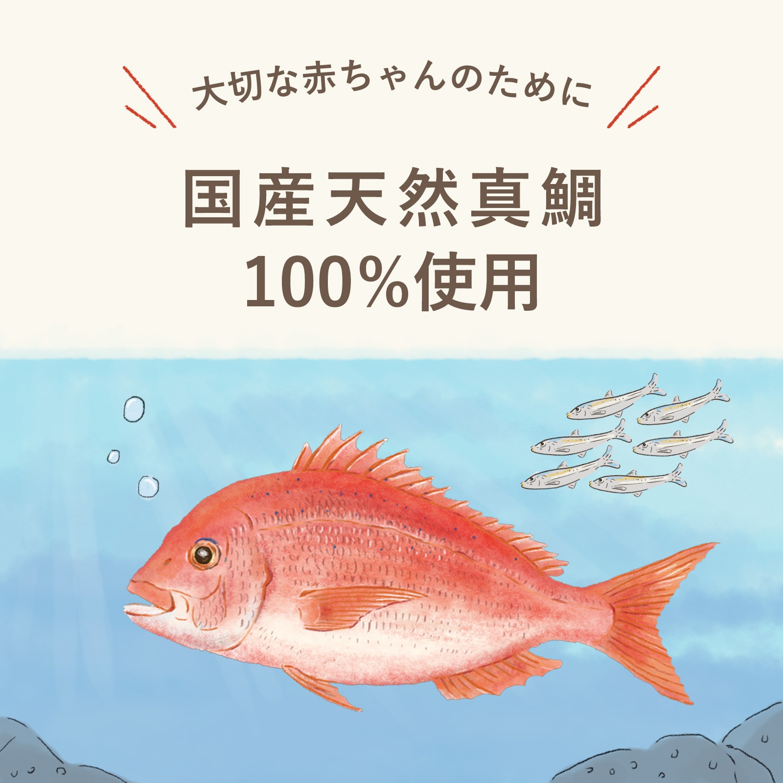 はじめての国産天然真鯛のピューレ