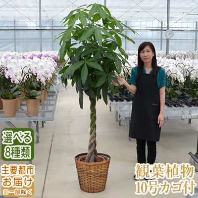 観葉植物 10号 170cm 海老名洋蘭園 オンラインショップ