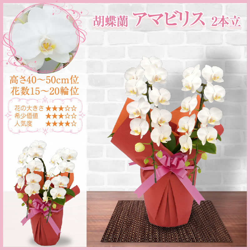 胡蝶蘭 2本立 7,000円(税別)(15~20輪) 平日12時まで翌日お届け可能【海老名洋蘭園 お祝い 花 胡蝶蘭 ギフト 開店 開院 開業 移転 お供え 贈り物 還暦 喜寿 傘寿 卒寿 百寿 御供 母の日 プレゼント】【ko】【ya】