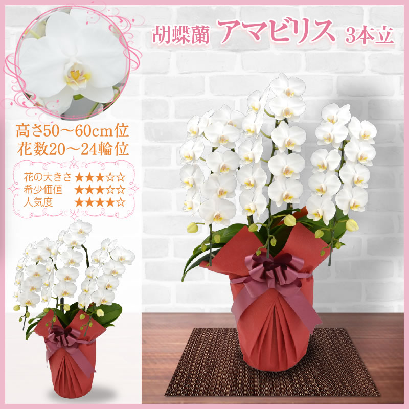 胡蝶蘭 3本立 9,000円(税別)(20~24輪) 平日12時まで翌日お届け可能【海老名洋蘭園 お祝い 花 胡蝶蘭 ギフト 開店 開院 開業 移転 お供え 贈り物 還暦 喜寿 傘寿 卒寿 百寿 御供 母の日 プレゼント】【ko】【ya】