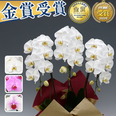 胡蝶蘭 3本立 9,000円(税別)(20~24輪) 平日12時まで翌日お届け可能【海老名洋蘭園 お祝い 花 胡蝶蘭 ギフト 開店 開院 開業 移転 お供え 贈り物 還暦 喜寿 傘寿 卒寿 百寿 御供 受章 お歳暮】【ko】【ya】