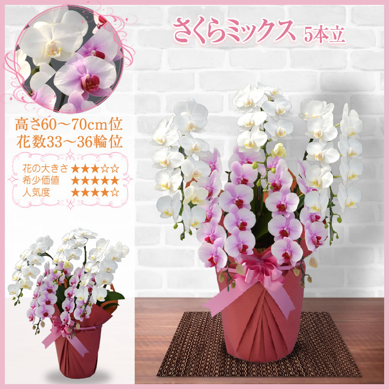 胡蝶蘭 3本立 大輪 20,000円(税別)(33~36輪) 平日12時まで翌日お届け可能【海老名洋蘭園 お祝い 花 胡蝶蘭 ギフト 開店 開院 開業 移転 お供え 贈り物 還暦 喜寿 傘寿 卒寿 百寿 御供 母の日 プレゼント】【ko】【ya】【2up】