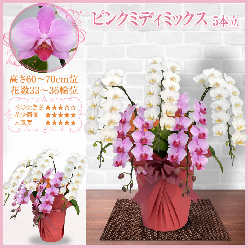 胡蝶蘭 3本立 大輪 20,000円(税別)(33~36輪) 平日12時まで翌日お届け可能【海老名洋蘭園 お祝い 花 胡蝶蘭 ギフト 開店 開院 開業 移転 お供え 贈り物 還暦 喜寿 傘寿 卒寿 百寿 御供 母の日 プレゼント】【ko】【ya】【2up】