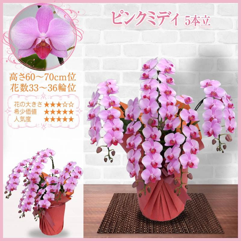 胡蝶蘭 3本立 大輪 20,000円(税別)(33~36輪) 平日12時まで翌日お届け可能【海老名洋蘭園 お祝い 花 胡蝶蘭 ギフト 開店 開院 開業 移転 お供え 贈り物 還暦 喜寿 傘寿 卒寿 百寿 御供 母の日 プレゼント】【ko】【ya】【2up】