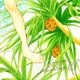 【限定1枚】栗原まもる先生　原画6『バガージマヌパナス』コミックス表紙イラスト【生原画】