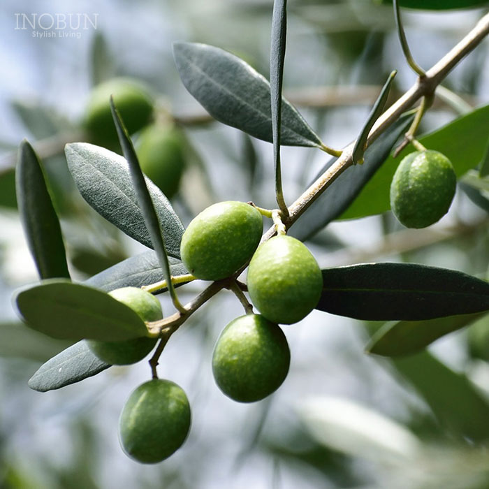 リーフ＆ボタニクス ハンドソープ 250mL 瀬戸内オリーブ