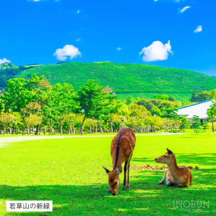在庫限り終了】白雪ふきん 抗菌防臭・消臭シリーズ 若草山の新緑