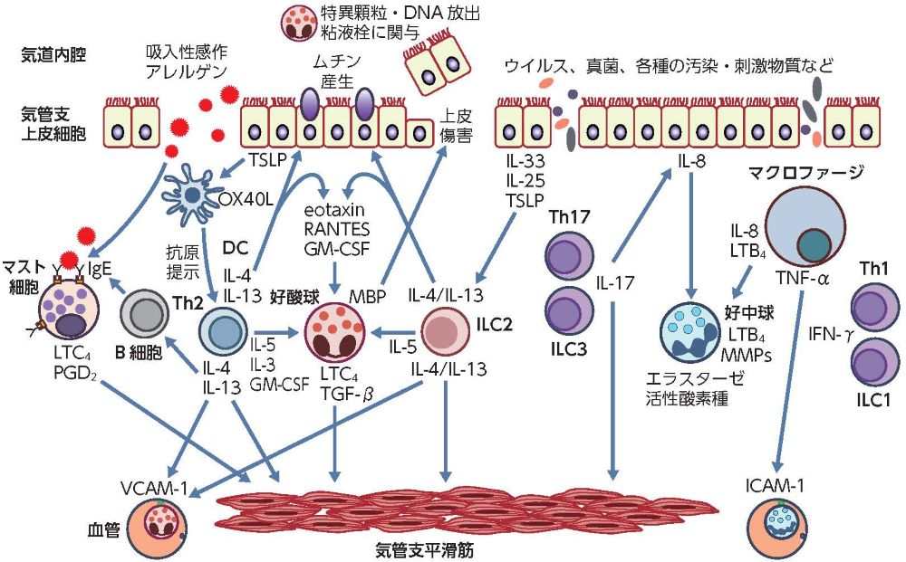 喘息予防・管理ガイドライン2024 | 臨床医学 内科,アレルギー科