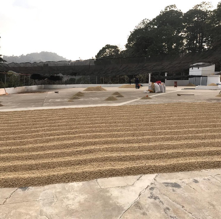 GUATEMALA SHB EP ڥƥ Ʀ900g