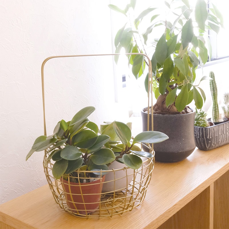 収納 ワイヤーバスケット 収納バスケット 真鍮風 インテリア雑貨