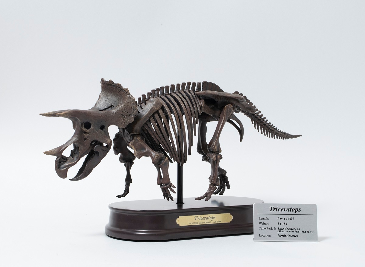 FAV-5307 トリケラトプス スケルトンモデル | すべての商品 | えがおプラス
