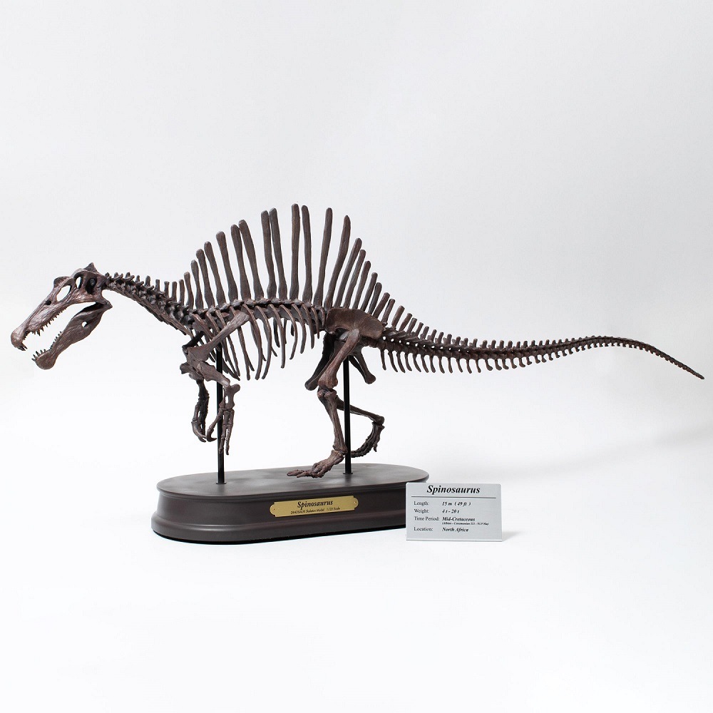 世界に一つ、不世出　スピノサウルス　1/10 木彫　頭骨模型　１９㎝ 世界に一つ、不世出 スピノサウルス 1/10 木彫 頭骨模型 19