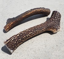 鹿の遊び角　2～3本入　10ｃｍ～15ｃｍ 　犬用