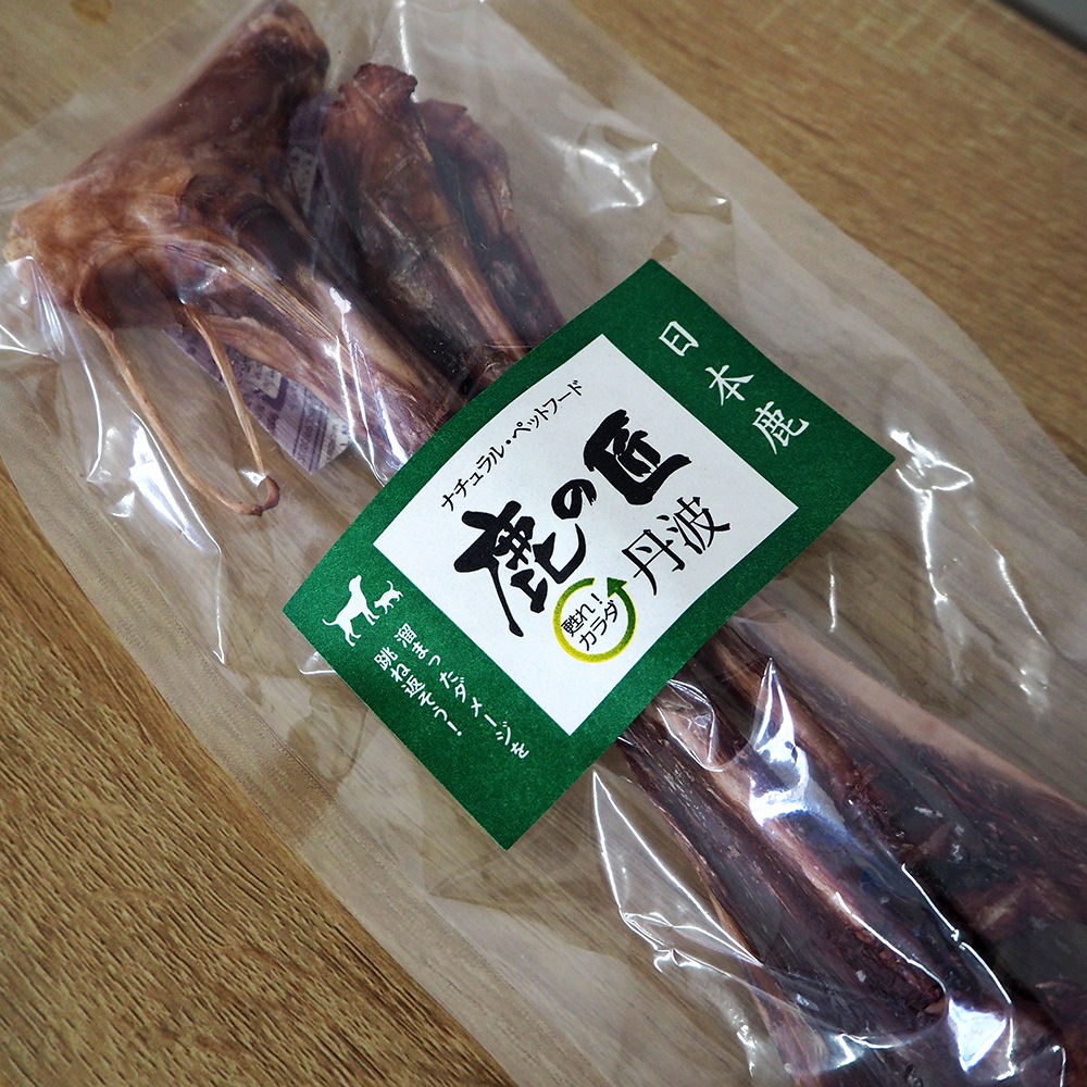 動物の骨格 約60cm 自然乾燥 高品質 ミニチュアセブ（MINIATURE ZEBU）頭骨 NO.2 ※下顎付き