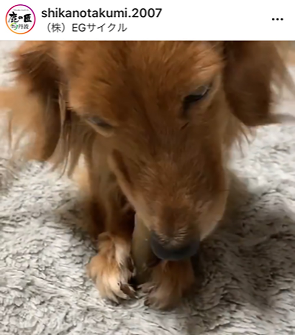 コラーゲン皮ガム 25g 犬用 鹿の匠 丹波 ドライ その他のおやつ 鹿の匠 丹波 Egサイクルオンラインショップ コラーゲン皮ガム 25g 犬用 鹿の匠 丹波 ドライ その他のおやつ 鹿の匠 丹波 Egサイクルオンラインショップ