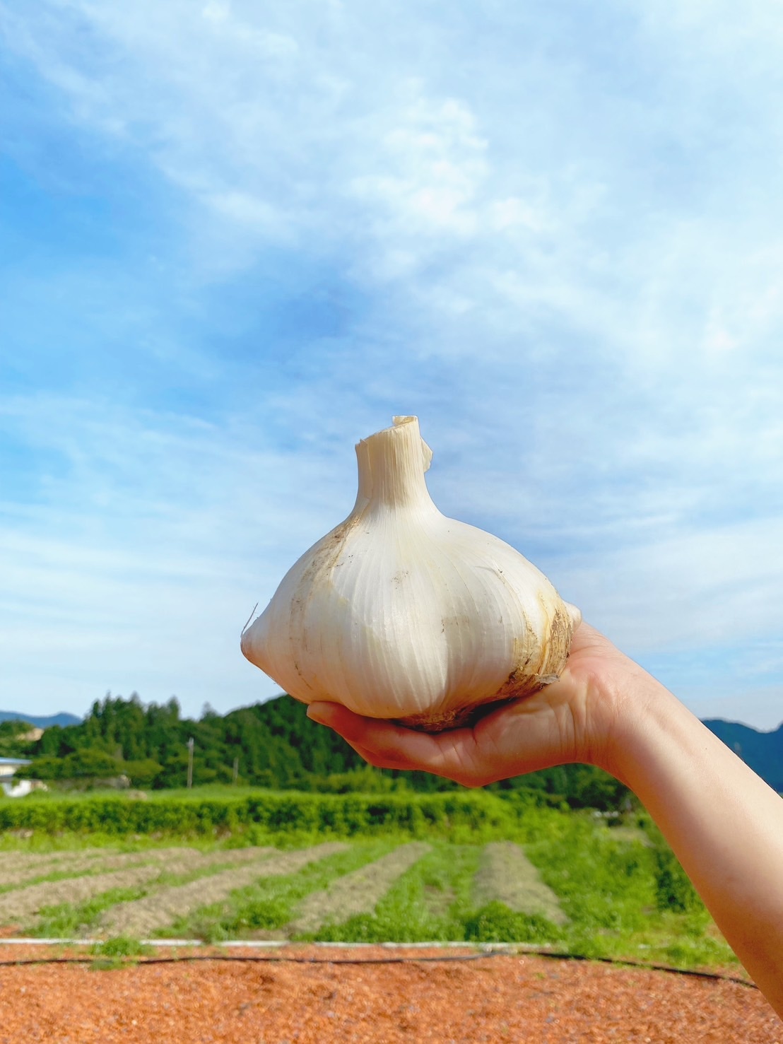 ジャンボにんにく 生 にんにく 10kg 丹波ジャンボにんにく 500gちょっと 2025年産 | すべての商品