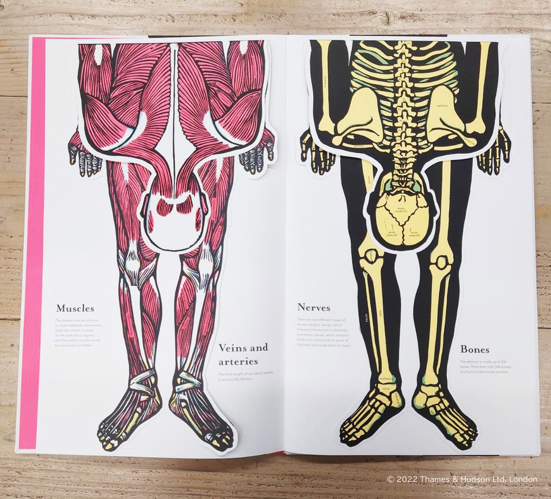 しかけ絵本　Inside The Body