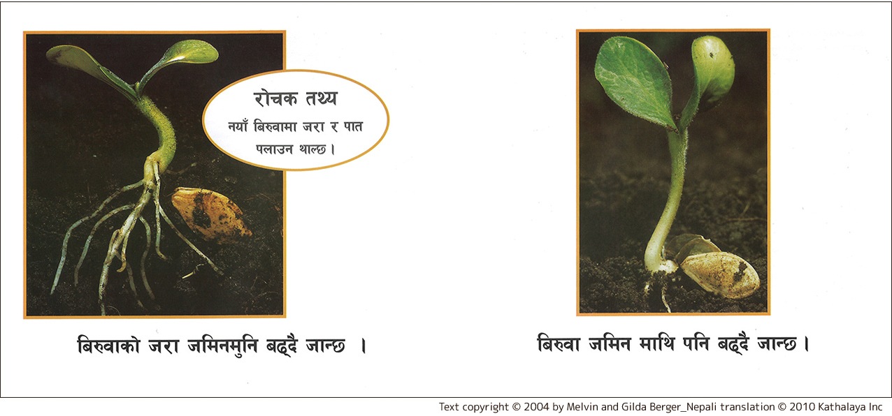 Seed to Plant　ネパール語版　ペーパーバック