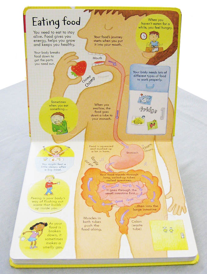 めくりしかけ絵本　のぞいてみよう！体のしくみ
