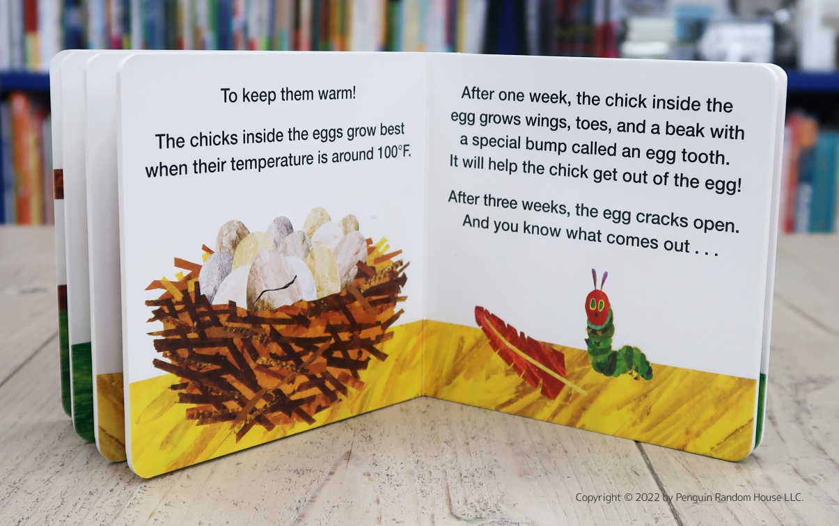 Life Cycle with Very Hungry Caterpillar: How Does an Egg Hatch?