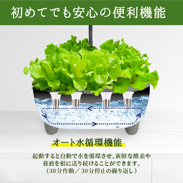 おうちで育てる！水耕栽培キット（液体肥料・種付き）【送料無料】