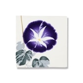 てはん「朝顔」（パープル）