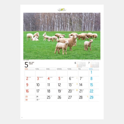 ̾���쥫������NK-142 �ե������С�������ѥ�