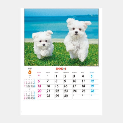 ̾���쥫������IC-260H �ɥå����