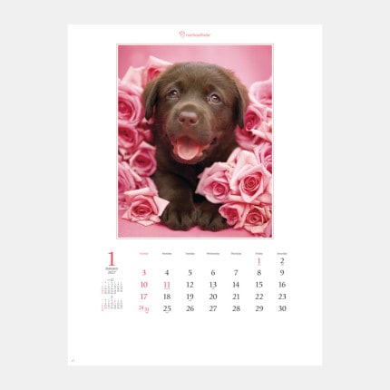 ̾���쥫������NK-89 ���˥ޥ롦�ե�󥺡ʥ쥤�����롦�إ�����ʽ���