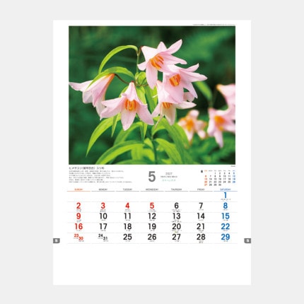 ̾���쥫������TD-818 ���ܤλ�����