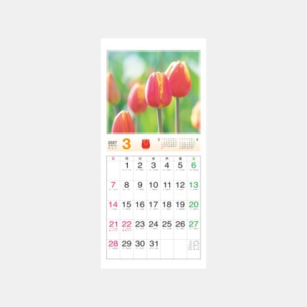 ̾���쥫������NK-486 ���ƥåס������֥롼�ࡡSTEP the Bloom