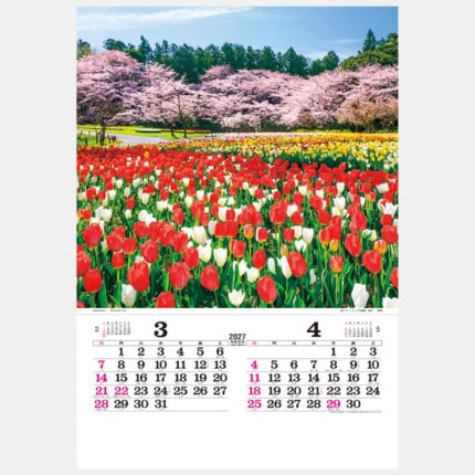 ̾���쥫������TD-501 �ե���ࡡ����