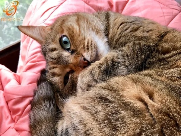 オーラ蓄熱足湯気分キルト 裏フリースタイプ（半身浴サイズ）