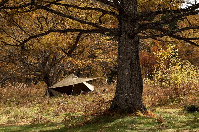 【ZANE ARTS】GIGI-1 TC