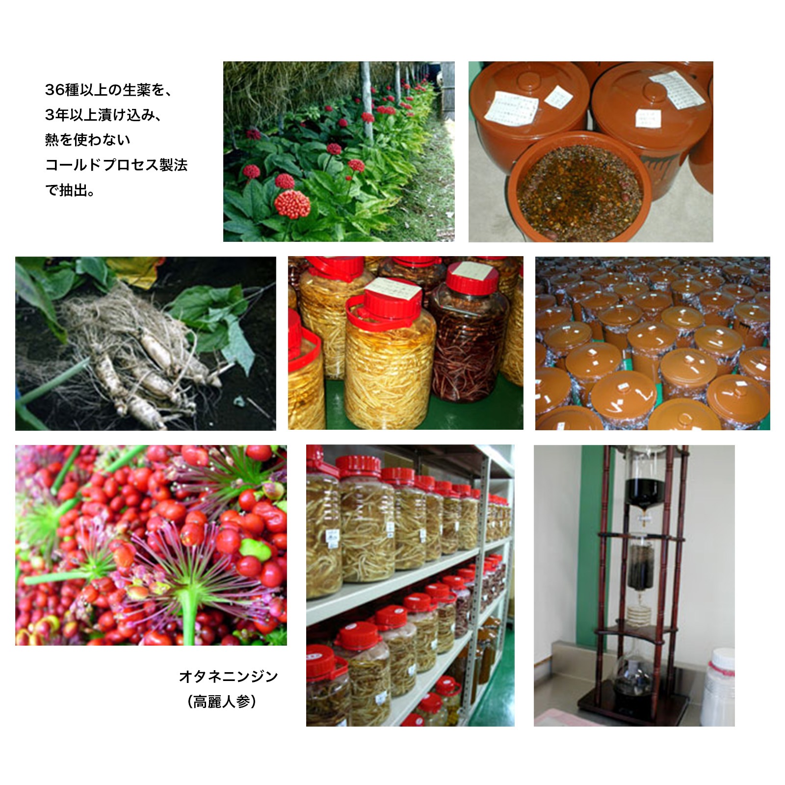 京カエル　肌：断食石鹸