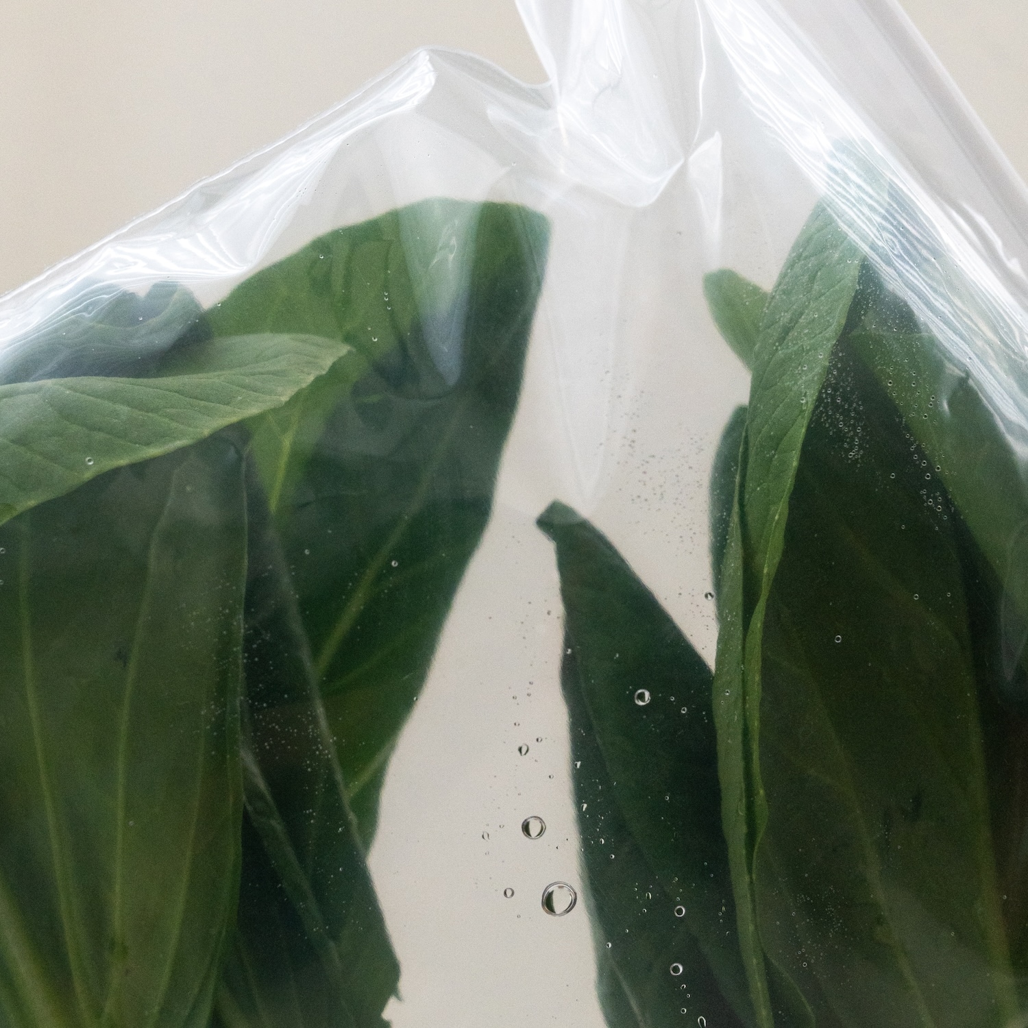 キープフレッシュフィルム | Home Goods | ムラキテルミのセレクト