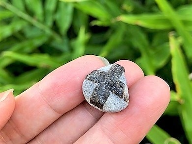 �ڥ쥢�����Сۥ��������饤�ȡʽ����С�