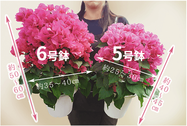 クリスタルピンク（5号鉢） | 普通サイズ（5号鉢） | ブーゲンビリア