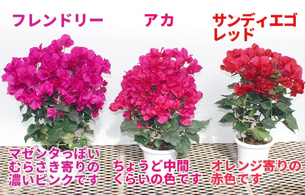 フレンドリー（5号鉢） | 普通サイズ（5号鉢） | ブーゲンビリア専門の 