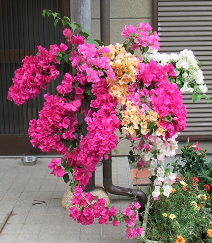 ともみん　エコ配限定　敷物、フラワーベース付き　ブーゲンビレア 000000000048_tvRbRDa.jpg