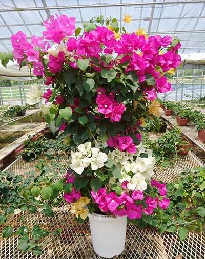 ブーゲンビリア　大株 ブーゲンビレア( 苗販売） - nangokunomori.com