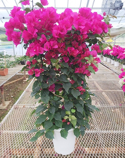 8号単色 フレンドリー（高さ約1m）【5月末～7月のお届け