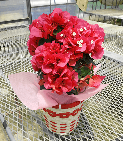 ブーゲンビリア サンディエゴレッド（5号鉢) | 普通サイズ（5号鉢） | ブーゲンビリア