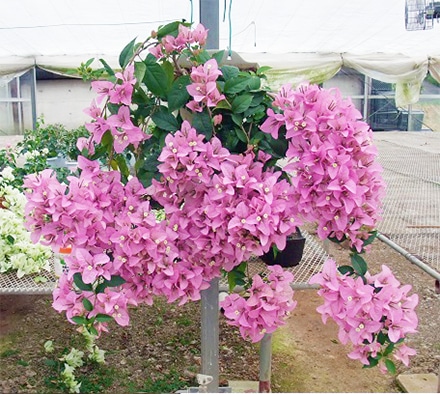 �ɳݤ����ʥƥ����饵��饤����