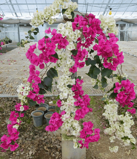 壁掛け型（赤白ミックス） | 壁掛けタイプ | ブーゲンビリア専門の生産