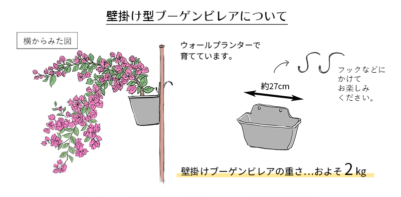壁掛け型（赤白ミックス） | 壁掛けタイプ | ブーゲンビリア専門の生産