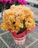 ������ǥ󥰥�����5��ȭ��