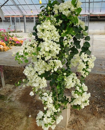 �ɳݤ����ʥ���ե���˥��ۥ磻�ȡ�