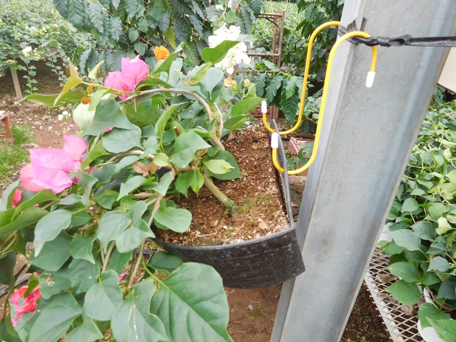 壁掛け型（赤白ミックス） | 壁掛けタイプ | ブーゲンビリア専門の生産