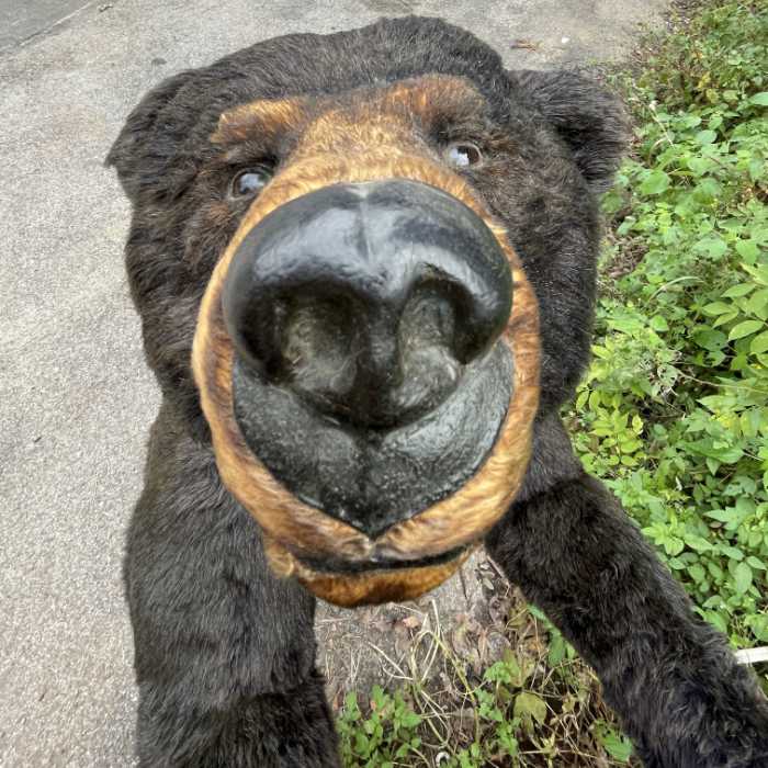 中古｜熊のモニュメント 動物のモニュメント 建造物｜動産王｜千葉｜引取｜送料別